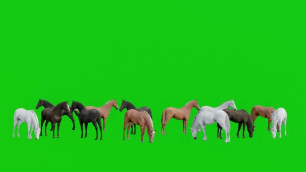 Stado Koni Stojących Zielonym Ekranie Tło Chroma Key Animacja Rendering — Wideo stockowe