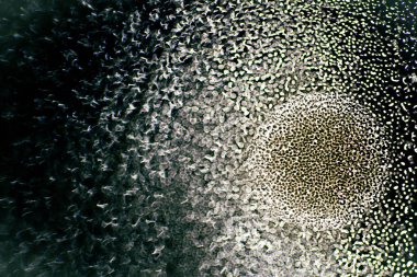 Beautiful abstraction. Small drops of water on glass, photographed with backlighting. Studio macro photography.