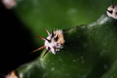 Kaktüs dikenleri. Pek çok küçük detay ile yakın çekim. Karanlık bir arka planda. Stüdyo makro çekimi.