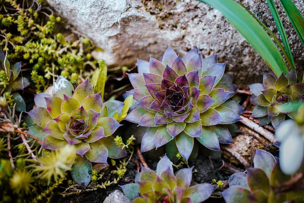 Sempervivum Tectorum Common Houseleek Difoto Taman Dengan Batu Latar Belakang — Stok Foto