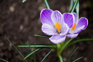 Timsahlar. Bahçede bahar soğanı çiçekleri. Bir çayır üzerinde çiçek açan bir grup çiçeğin yakın çekimi..