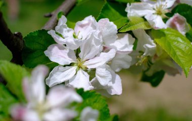 Elma çiçeği. Gün batımında çiçek açan beyaz elma ağaçları. Bahar mevsimi, bahar renkleri. Bulanık bir arkaplanda çiçekli elma dalı