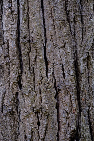 Bark Tree Bark Pattern Seamless Texture Tree Background Wood Work — Stock Photo, Image