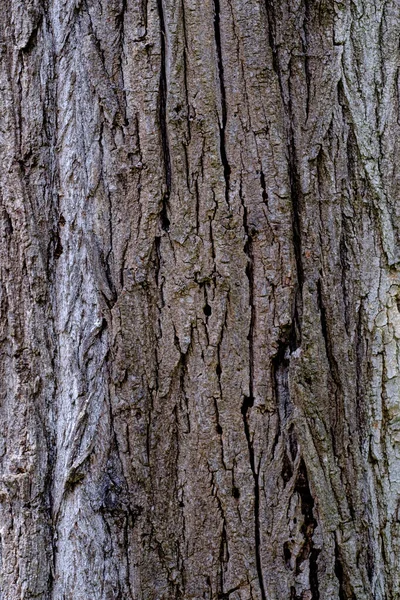 나무의 나무껍질 무늬는 나무에서 솔기없는 질감이다 뒷부분 의나무 작업을 위하여 — 스톡 사진