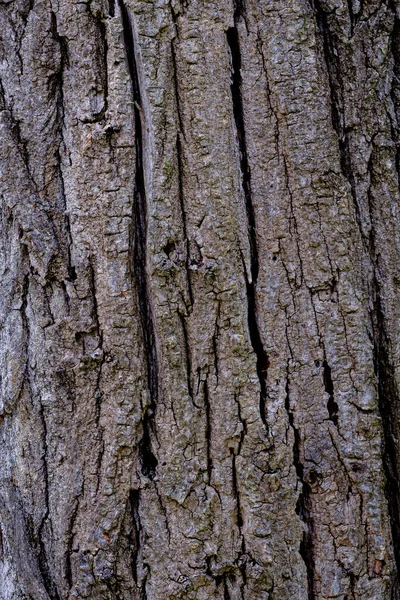 Baumrinde Das Rindenmuster Ist Eine Nahtlose Struktur Vom Baum Für — Stockfoto