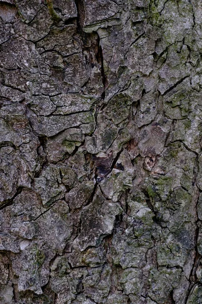 나무의 나무껍질 무늬는 나무에서 솔기없는 질감이다 뒷부분 의나무 작업을 위하여 — 스톡 사진