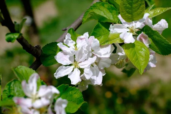 Apple blossom. White blossoming apple trees in the rays of sunset. Spring season, spring colors. Apple tree branch with flowers on a blurred background