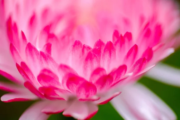 Gently, pink daisy flower. Close-up. Light defocus.
