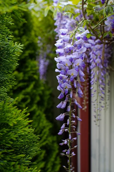 Wisteria Jaře Kvetou Zahradě Fialové Vistárie Krásná Kvetoucí Trellis Květina — Stock fotografie