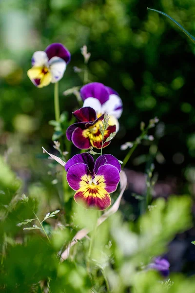 Viola Fioletowym Kwiatem Zwykły Fioletowy Mięczak Delikatne Kwiaty Ogrodzie Klombie — Zdjęcie stockowe