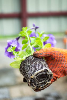 Bitki nakli. Kök sisteminin yapısı. Petunya. Eldivenli kadın eller genç bir bitkiyi nakleder. Yakın plan..