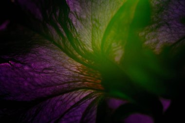 Fantastik leylak soyutlaması. Yumuşak bir defokus. Masaüstünüz ve arkaplanınız için duvar kağıdı.