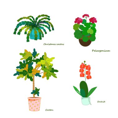 Resim ev çiçekleri gösteriyor: Noel kaktüsü, croton, pelargonium ve orkide