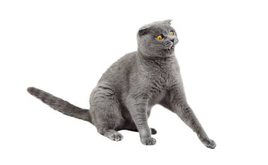 The gray cat was very frightened and wary. Isolate on the white background of a Scottish cat. clipart