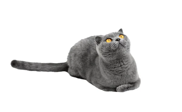 Krásná Šedá Kočka Sedí Pozorně Dívá Nahoru Izolováno Bílém Pozadí — Stock fotografie