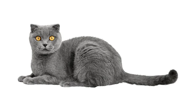 Schöne Graue Schottische Katze Isoliert Auf Weißem Hintergrund Stockbild