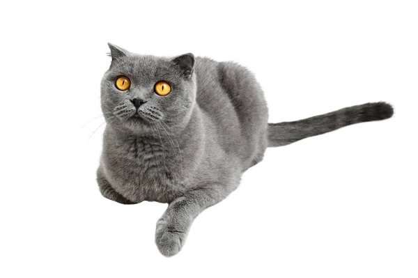 Eine Schöne Graue Katze Sitzt Und Schaut Auf Isoliert Auf Stockbild