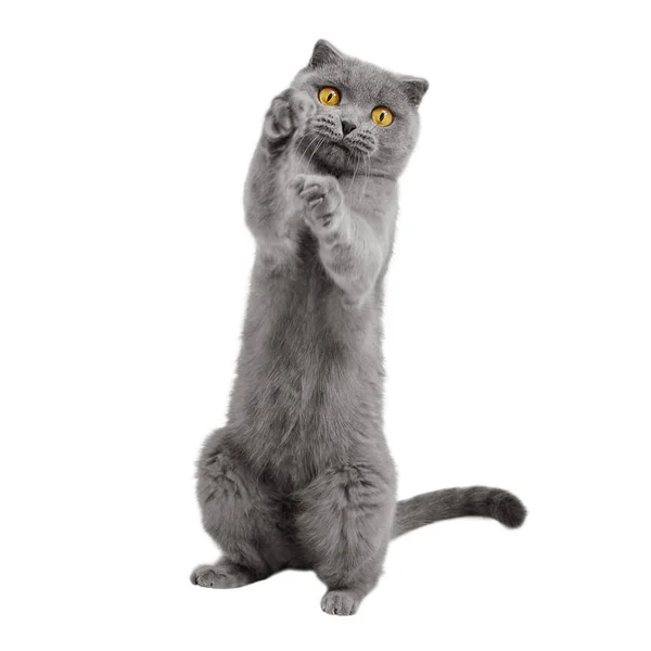 Oyuncu Kedi Arka Ayakları Üzerinde Duruyor Beyaz Arka Planda Izole Stok Fotoğraf