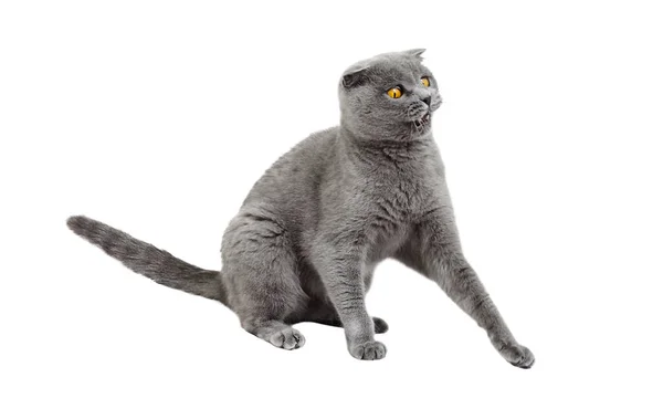 Gray Cat Very Frightened Wary Isolate White Background Scottish Cat Imágenes de stock libres de derechos