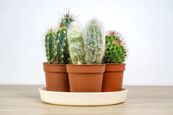 Cactus round, oblong and with hair in a pot. Small cuttings of prickly flowers with needles on a white background. Head old man Cephalocereus senilis Cap bishop of Astrophytum myriostigma and Snake