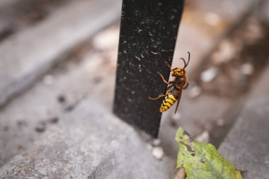 Hornet climbing a pole and a concrete tile - Vespa crabro - a large insect