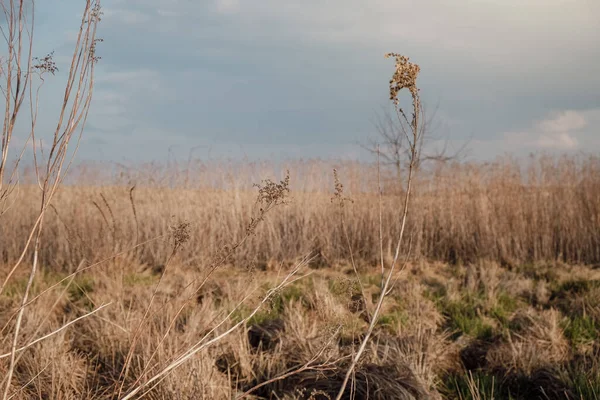 Dry grass in the field - no water, autumn is coming