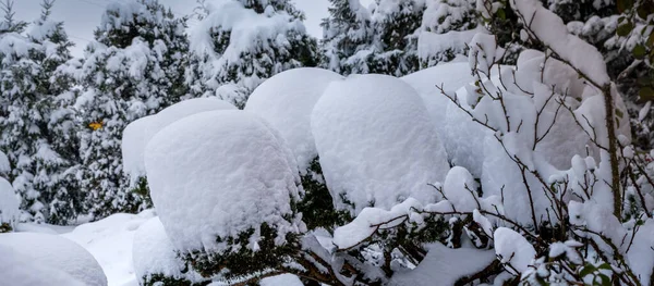 Snowy thujas - large patches and piles of snow on coniferous shrubs