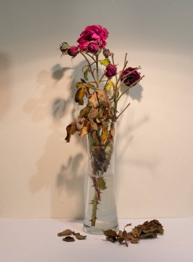 A withered red rose with a shadow in a jug on a warm background