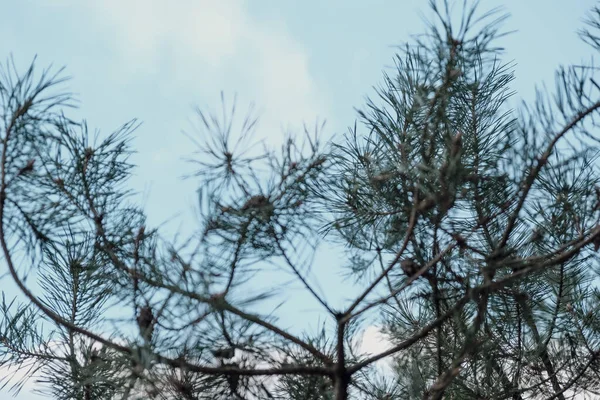 Conifer - pine in the forest, sky in the background (Pinus sylvestris)