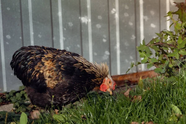 A hen looking for food in leaves and grass - the rooster feeds on worms and insects from the ground