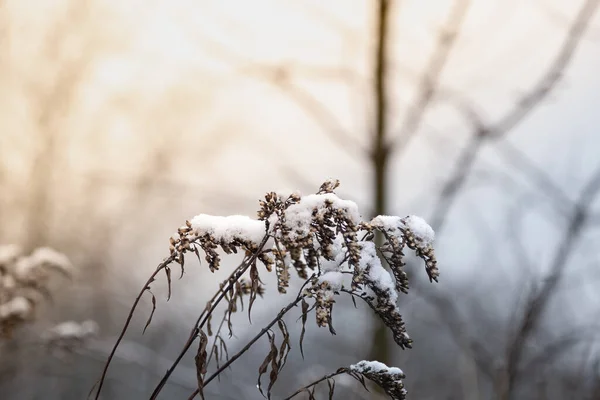 Dry grass in the snow on a sunny background - flowers of the plant with snow.