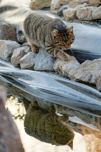 A cat sneaking into a pond, walking on stones.