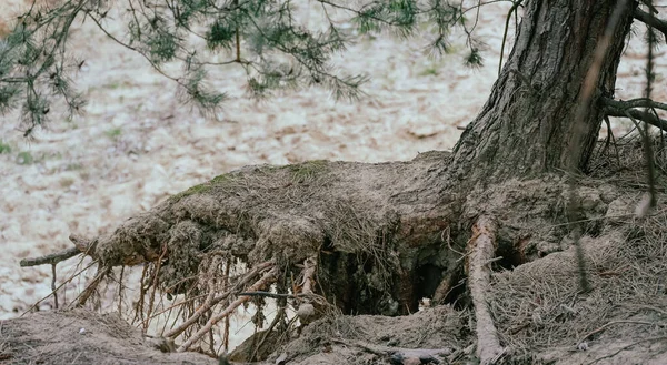 Tree roots - the concept of a falling tree in the forest among the sand.