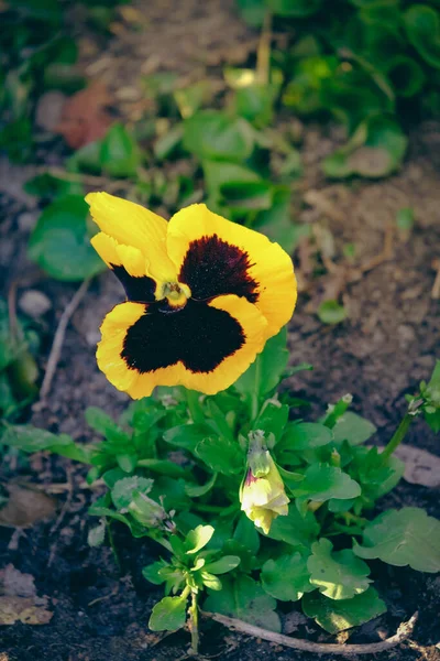 Yellow pansy flowers on the ground