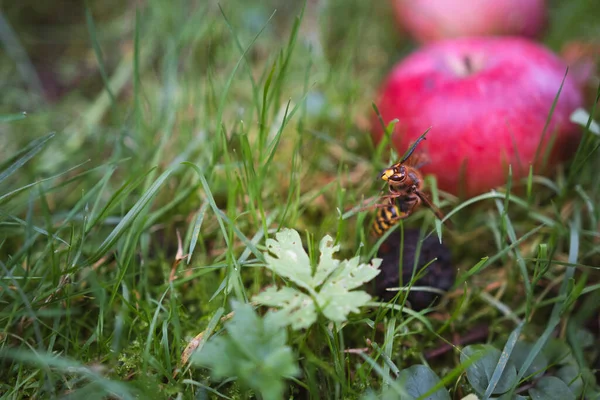 A yellow hornet sitting among the grass, hanging on a plant - Vespa crabro szerszen - a large insect