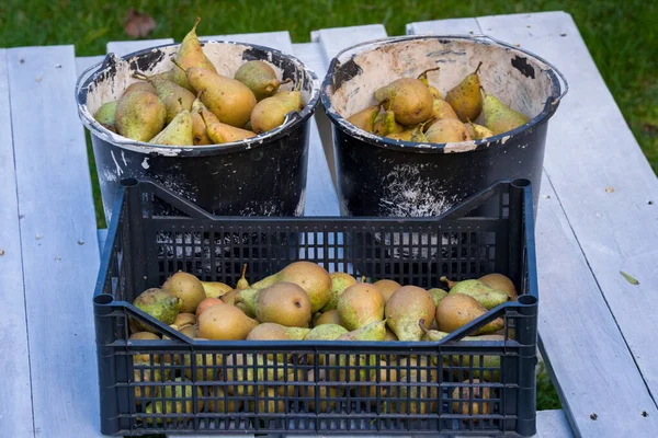 Juicy and ripe pears in a paint bucket and a plastic crate, harvested in autumn, stocked for winter