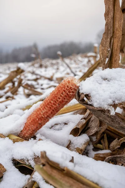 Corn cobs in a field with snow.