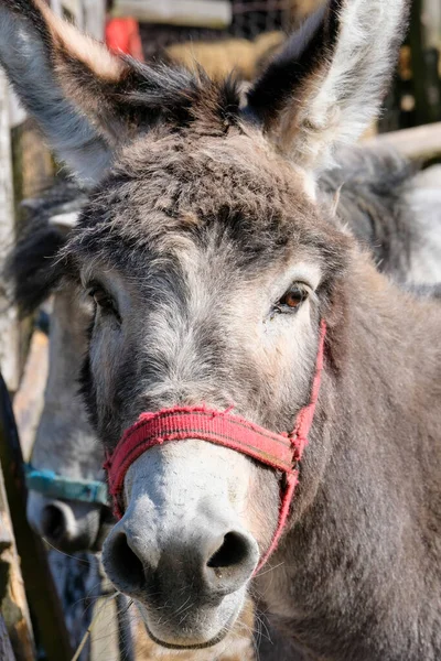 Pony with open eyes. An animal behind the farm, a donkey and a horse in the countryside