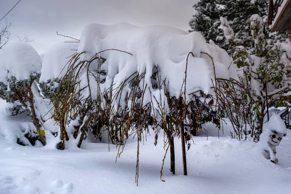 Big boxes of snow on the garden trees next to the house