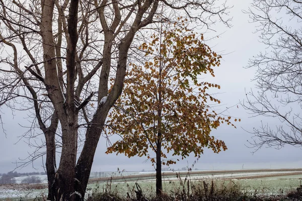 First snow on a rural field, background of trees and fields.