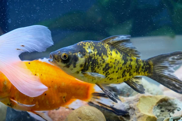 Colorful fish in the aquarium - gold and orange