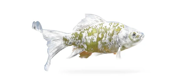 Transparent black and white fish without background