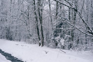 Snowy forest and river next to the road
