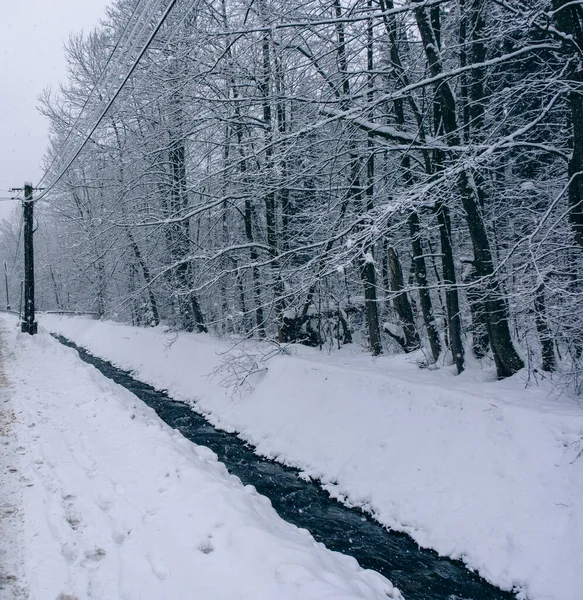Snowy forest and river next to the road
