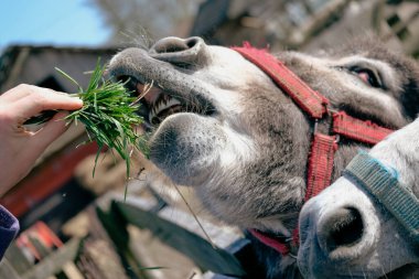 Dişleriyle ot yiyen bir midilli. Çiftliğin arkasında bir hayvan, kırsalda bir eşek ve bir at