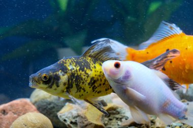 Akvaryumdaki büyük renkli balıklar - altın ve turuncu