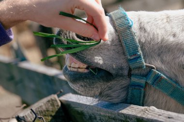 Dişleriyle ot yiyen bir midilli. Çiftliğin arkasında bir hayvan, kırsalda bir eşek ve bir at