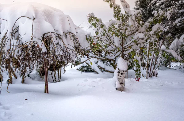 Bahçede karlı heykel, bitkilerin üzerinde çok kar ve ahşap bir figür.