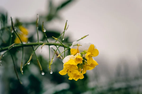 Yağmurda ve karda sarı kolza çiçeği