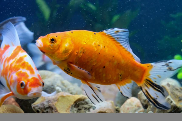 Renkli göletler, akvaryum yüzme, balık haçı Karas Carassius carassius, Cyprinidae